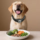 Understanding Your Dog's Behavior and Needs - Deroopy Pet