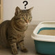 Confused cat sitting next to a litter box with poop inside