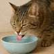 Cat drinking from a traditional water bowl on a wooden surface