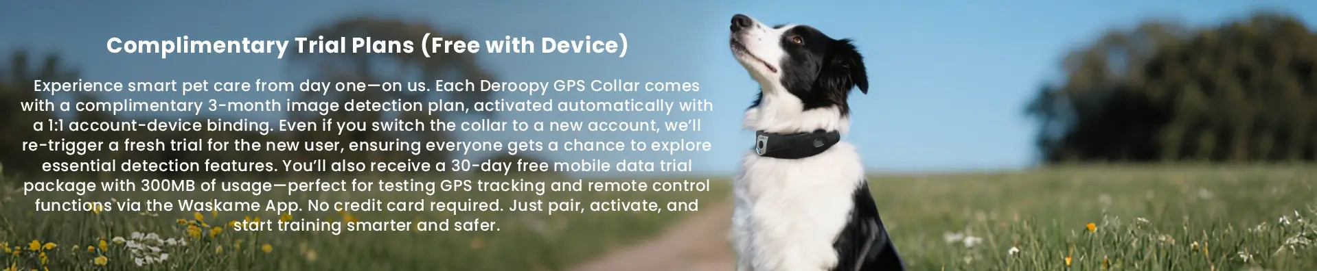 Border Collie wearing Deroopy GPS smart collar outdoors during free trial demonstration