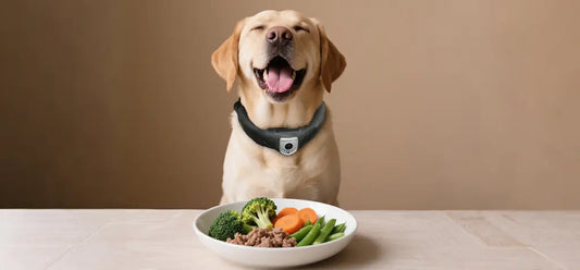 Understanding Your Dog's Behavior and Needs - Deroopy Pet