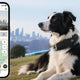 Border Collie wearing a Deroopy smart GPS collar resting outdoors, with a smartphone displaying the live tracking app and customizable safe zone map.