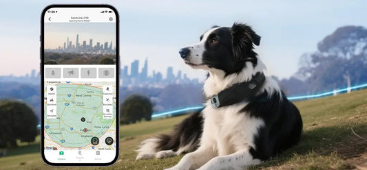 Border Collie wearing a Deroopy smart GPS collar resting outdoors, with a smartphone displaying the live tracking app and customizable safe zone map.