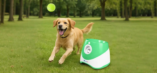 Excited Labrador retriever chasing a ball next to Deroopypet automatic dog ball launcher in a park setting.