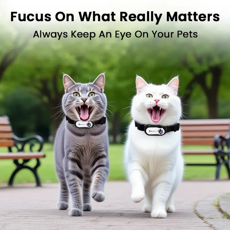 Two cats running in the park wearing smart collars with built-in cameras for live tracking